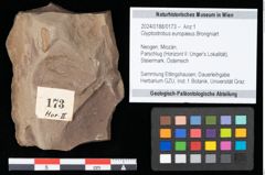Foto (Objekt + Etikett) von Glyptostrobus europaeus Brongniart (NHMW-GEO-2024-0188-0173)